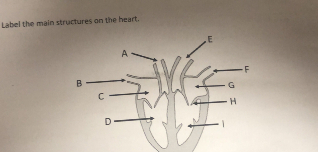 Label the main structures on the heart.