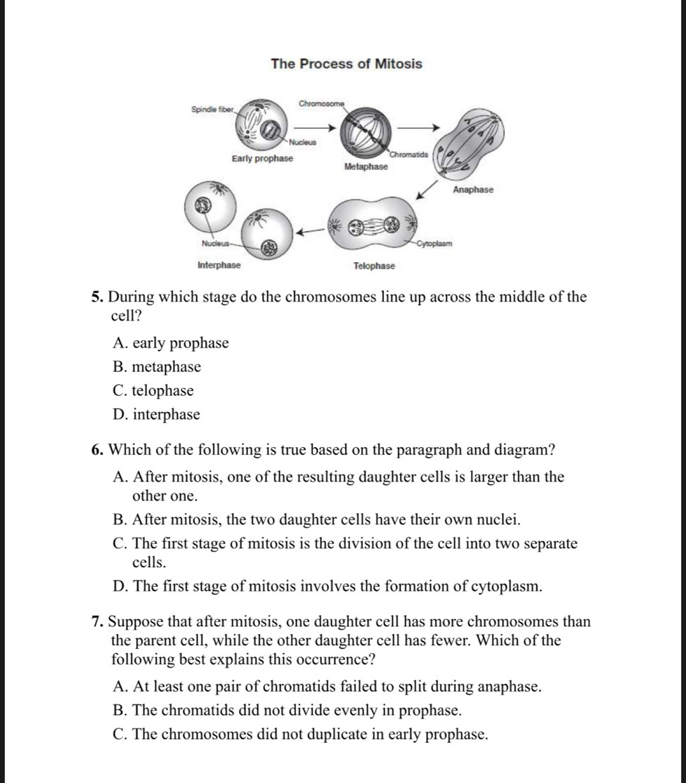 During which stage do the chromosomes line up across the middle of the
cell?
A. early prophase
B. metaphase
C. telophase
D. interphase
6. Which of the following is true based on the paragraph and diagram?
A. After mitosis, one of the resulting daughter cells is larger than the
other one.
B. After mitosis, the two daughter cells have their own nuclei.
C. The first stage of mitosis is the division of the cell into two separate
cells.
D. The first stage of mitosis involves the formation of cytoplasm.
7. Suppose that after mitosis, one daughter cell has more chromosomes than
the parent cell, while the other daughter cell has fewer. Which of the
following best explains this occurrence?
A. At least one pair of chromatids failed to split during anaphase.
B. The chromatids did not divide evenly in prophase.
C. The chromosomes did not duplicate in early prophase.