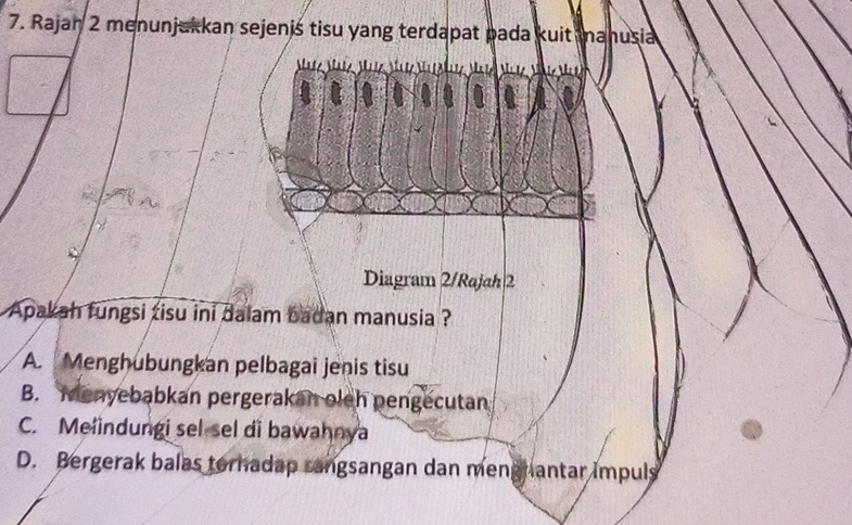 Rajan 2 menunjukkan sejenis tisu yang terdapat pada kuit mahusia
Diagram 2/Rajah|2
Apakah fungsi tisu ini dalam badan manusia ?
A. Menghubungkan pelbagai jenis tisu
B. Menyebabkan pergerakan oleh pengecutan
C. Melindungi sel-sel di bawahnya
D. Bergerak balas torhadap rangsangan dan menghantar impuls