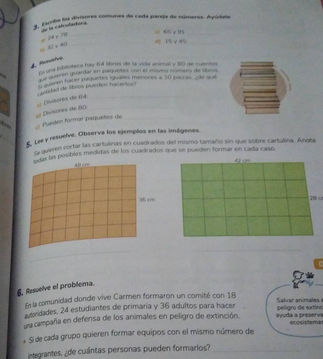 3, Escribe los divisores comunes de cada pareja de números. Ayúdate 
de la calculadora. 
aj 24 γ78_ 
c) 65 γ 91 _
ω32γ40
_ 
d 15γ45 _ 
4. Resuelve. 
En una biblioteca hay 64 libros de la vida animal y 80 de cuentos 
os que quieren guardar en paquetes con el mismo número de libros. 
Si quieren hacer paquetes iguales menores a 10 piezas, ¿de qué 
cantidad de libros pueden hacerlos? 
) Divisores de 64 :_ 
b) Divisores de 80 :_ 
er Pueden formar paquetes de_ 
_ 
5, Lee y resuelve. Observa los ejemplos en las imágenes. 
Se quieren cortar las cartulinas en cuadrados del mismo tamaño sin que sobre cartulina. Anota 
todas las posibles medidas de los cuadrados que se pueden formar en cada caso.
48 cm
36 cm28 cr 
C 
6. Resuelve el problema. 
En la comunidad donde vive Carmen formaron un comité con 18
Salvar animales e 
autoridades, 24 estudiantes de primaria y 36 adultos para hacer peligro de extíno 
una campaña en defensa de los animales en peligro de extinción. ayuda a preserva 
ecosistemas 
Si de cada grupo quieren formar equipos con el mismo número de 
integrantes, ¿de cuántas personas pueden formarlos?_