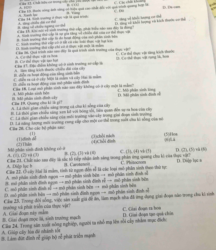 Chất hữu cơ trong cây chủ yêu được tạu hể
ật triển
A. H2O B. CO2 C. Các chất khoảng
Câu 13. Bước sóng ánh sáng có hiệu quả cao nhất đối với quá trình quang hợp là: D. Da cam
Ng tro
A. Xanh lục B. Vàng C. Đỏ
C. tăng về khối lượng cơ thể
Câu 14. Sinh trưởng ở thực vật là quả trình:
A. tăng chiều dài cơ thể
Câu 15. Khi nói về sinh trưởng thứ cấp, phát biểu nào sau đây là đúng? D. tăng về khối lượng và kích thước cơ thể
B. tăng về chiều ngang cơ thể
A. Sinh trưởng thứ cấp là sự gia tăng về chiều dài của cơ thể thực vật
B. Sinh trưởng thứ cấp là do hoạt động của mô phân sinh bên
C. Sinh trưởng thứ cấp có ở tất cả các loài thực vật hạt kín
D. Sinh trưởng thứ cấp chỉ có ở thực vật một lá mầm
Câu 16. Quá trình nào sau đây là quá trình sinh trưởng của thực vật?
A. Cơ thể thực vật ra hoa C. Cơ thể thực vật tăng kích thước
B. Cơ thể thực vật tạo hạt D. Cơ thể thực vật rụng lá, hoa
Câu 17. Đặc điểm không có ở sinh trưởng sơ cấp là
A. làm tăng kích thước chiều dài của cây
B. diễn ra hoạt động của tằng sinh bằn
C. diễn ra cả ở cây Một lá mầm và cây Hai lá mầm
D. diễn ra hoạt động của mô phân sinh đỉnh
Câu 18. Loại mô phân sinh nào sau đây không có ở cây một lá mầm?
A. Mô phân sinh bên C. Mô phân sinh lỏng
B. Mô phân sinh đinh cây D. Mô phân sinh đinh rễ
Câu 19. Quang chu kì là gì?
A. Là thời gian chiếu sáng trong cả chu kì sống của cây
B. Là thời gian chiếu sáng xen kẽ với bóng tối, liên quan đến sự ra hoa của cây
C. Là thời gian chiếu sáng của môi trường vào cây trong giai đoạn sinh trưởng
D. Là năng lượng môi trường cung cấp cho một cơ thể trong suốt chu kì sống của nó
Câu 20. Cho các bộ phận sau:
(1)
(1)đinh dễ (3)chồi nách (5)Hoa
(2)Thân (4)Chồi đinh (6)Lá
Mô phân sinh đinh không có ở
A. (1), (2) và (3) B. (2), (3) và (4) C. (3), (4) và (5) D. (2), (5) và (6)
Câu 21. Chất nào sau đây là sắc tố tiếp nhận ánh sáng trong phản ứng quang chu kì của thực vật?
A. Diệp lục b B. Carotenoit C. Phitocrom D. Diệp lục a
Câu 22. Ở cây Hai lá mầm, tính từ ngọn đến rễ là các loại mô phân sinh theo thứ tự:
A. mô phân sinh đinh ngọn → mô phân sinh bên → mô phân sinh đinh rễ
B. mô phân sinh đinh ngọn → mô phân sinh đinh rễ → mô phân sinh bên
C. mô phân sinh đinh rễ → mô phân sinh bên → mô phân sinh bên
D. mô phân sinh bên → mô phân sinh đinh ngọn → mô phân sinh đinh rễ
Câu 23. Trong đời sống, việc sản xuất giá đề ăn, làm mạch nha đã ứng dụng giai đoạn nào trong chu kì sinh
trưởng và phát triển của thực vật?
A. Giai đoạn nảy mầm C. Giai đoạn ra hoa
B. Giai đoạn mọc lá, sinh trưởng mạch D. Giai đoạn tạo quả chín
Câu 24. Trong sản xuất nông nghiệp, người ta nhổ mạ lên rồi cấy nhằm mục đích:
A. Giúp cây lúa đẻ nhánh tốt
B. Làm đứt đinh rễ giúp bộ rễ phát triển mạnh