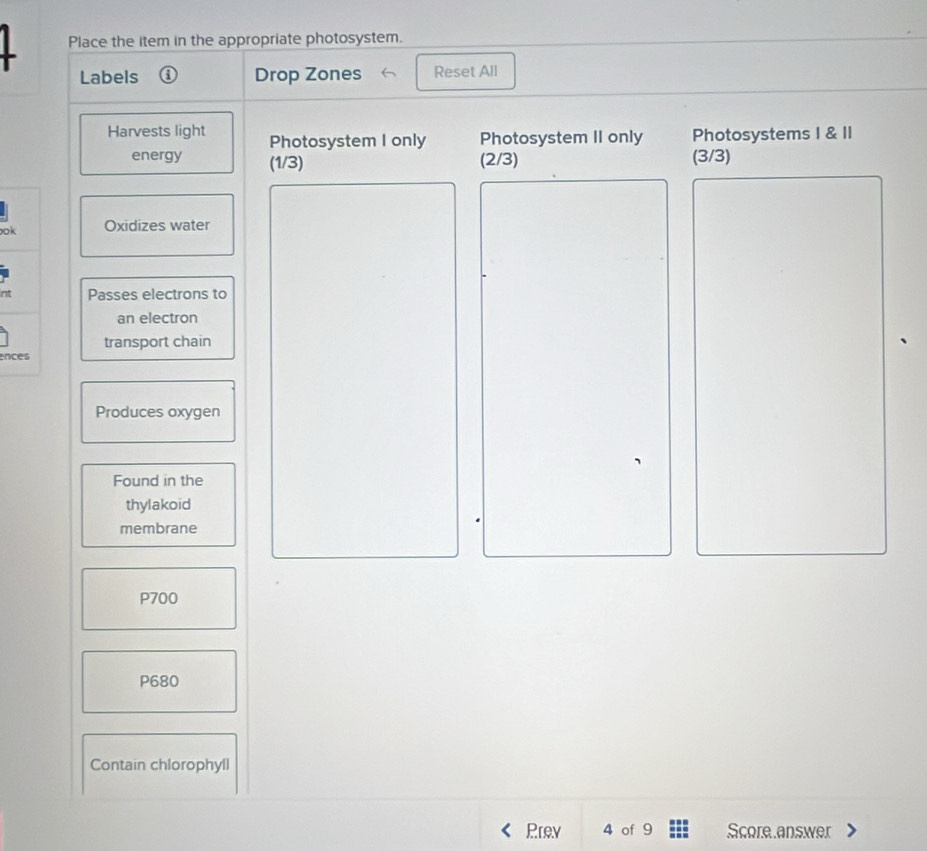Place the item in the appropriate photosystem. 
Labels ① Drop Zones Reset All 
Harvests light Photosystem I only Photosystem II only Photosystems I & II 
energy (1/3) (2/3) (3/3)
ok Oxidizes water 
int Passes electrons to 
an electron 
transport chain 
ences 
Produces oxygen 
Found in the 
thylakoid 
membrane
P700
P680
Contain chlorophyll 
Prev 4 of 9 Score answer