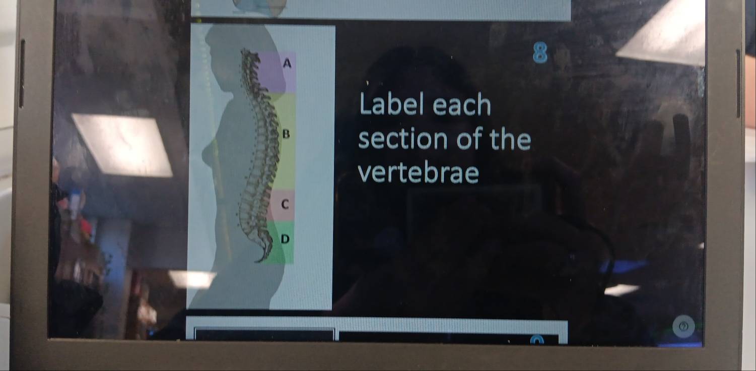 A 
Label each 
B 
section of the 
vertebrae 
C