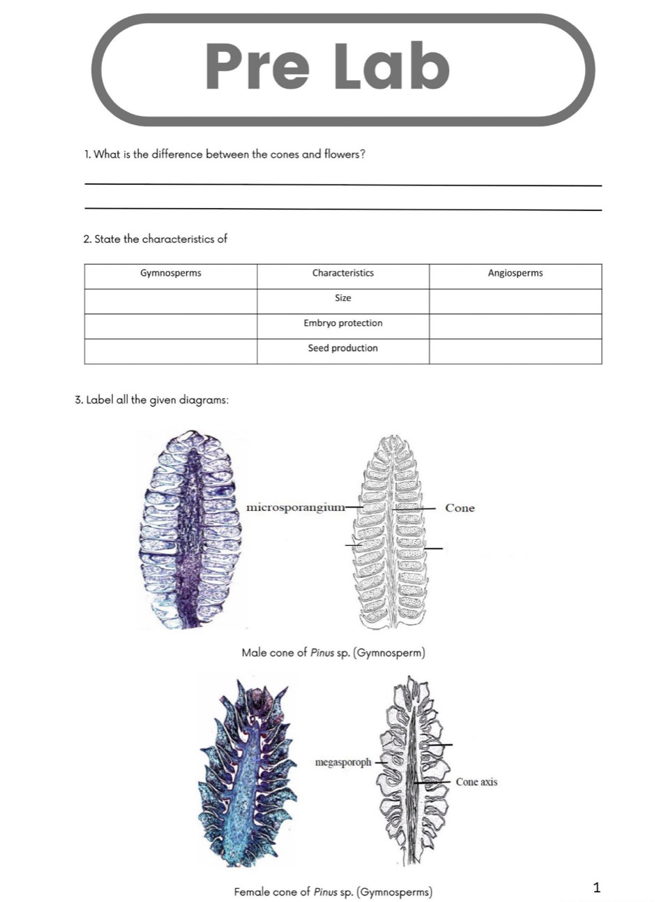 Pre Lab 
1. What is the difference between the cones and flowers? 
_ 
_ 
2. State the characteristics of 
3. Label all the given diagrams: 
Male cone of Pinus sp. (Gymnosperm) 
Female cone of Pinus sp. (Gymnosperms) 
1