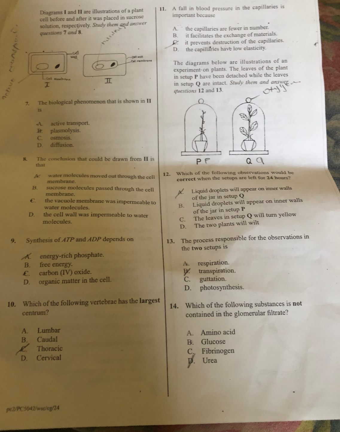 Diagrams I and II are illustrations of a plant 11. A fall in blood pressure in the capillaries is
cell before and after it was placed in sucrose important because
solution, respectively. Study them and answer
questions 7 and 8. A.  the capillaries are fewer in number.
B. it facilitates the exchange of materials.
O it prevents destruction of the capillaries.

D. the capillaries have low elasticity.
Cell wall
Cell membrone The diagrams below are illustrations of an
experiment on plants. The leaves of the plant
in setup P have been detached while the leaves
«ll membánd π
I
in setup Q are intact. Study them and answer
questions 12 and 13.
7. The biological phenomenon that is shown in II
is
A. active transport.
B. plasmolysis.
C. osmosis.
D. diffusion.
8. The conclusion that could be drawn from II is
P
Q
that
Ar  water molecules moved out through the cell 12. Which of the following observations would be
membrane. correct when the setups are left for 24 hours?
B. sucrose molecules passed through the cell
membrane. Liquid droplets will appear on inner walls
of the jar in setup Q
€. the vacuole membrane was impermeable to
water molecules.
B. Liquid droplets will appear on inner walls
of the jar in setup P
D. the cell wall was impermeable to water
C. The leaves in setup Q will turn yellow
molecules.
D. The two plants will wilt
9. Synthesis of ATP and ADP depends on
13. The process responsible for the observations in
the two setups is
A. energy-rich phosphate.
B. free energy. A. respiration.
€. carbon (IV) oxide. B. transpiration.
D. organic matter in the cell. C. guttation.
D. photosynthesis.
10. Which of the following vertebrae has the largest
14. Which of the following substances is not
centrum?
contained in the glomerular filtrate?
A. Lumbar
A. Amino acid
B. Caudal
B. Glucose
C. Thoracic C. Fibrinogen
D. Cervical
D. Urea
pc2/PC5042/wsc/eg/24