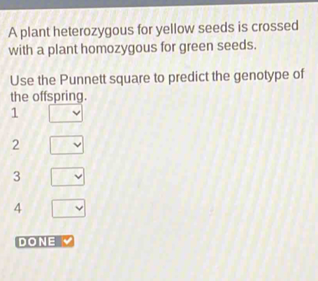 A plant heterozygous for yellow seeds is crossed
with a plant homozygous for green seeds.
Use the Punnett square to predict the genotype of
the offspring.
1
2
3
4
DONE