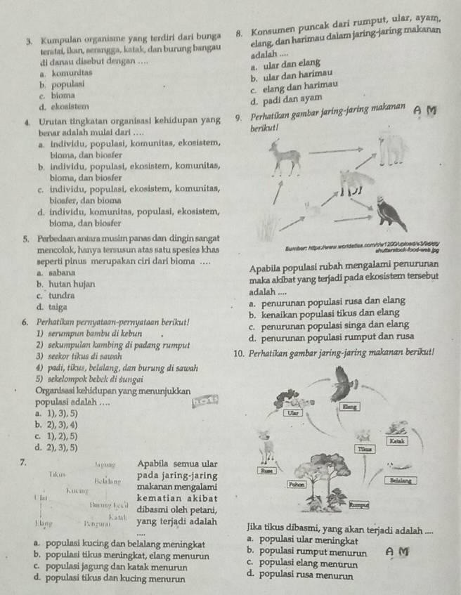 Kumpulan organisme yang terdiri dari bunga 8. Konsumen puncak dari rumput, ular, ayam,
teratai, ikan, serangga, katak, dan burung bangau elang, dan harimau dalam jaring-jaring makanan
di danau disebut dengan ....
a. ular dan elang adalah ....
a. komunitas
b. populasi b. ular dan harimau
c. elang dan harimau
c. bioma
d. ekosistem
d. padi dan ayam
4. Urutan tingkatan organisasi kehidupan yang 9. Perhatikan gambar jaring-jaring makanan A M
benar adalah mulai dari ….
a. individu, populasi, komunitas, ekosistem,
bloma, dan biosfer
b. individu, populasi, ekosistem, komunitas,
bioma, dan biosfer
c. individu, populasi, ekosistem, komunitas,
bioafer, dan bioma
d. individu, komunitas, populasi, ekosistem,
bioma, dan biosfer
5. Perbedaan antara musim panas dan dingin sangat
mencolok, hanya tersusun atas satu spesies khas Bumber: htpez com/le 1 200/pioed/s 3/dbe ahutterstock-food-web.jpg
seperti pinus merupakan ciri dari bioma …
a. sabana Apabila populasi rubah mengalami penurunan
b. hutan hujan maka akibat yang terjadi pada ekosistem tersebut
c. tundra adalah ....
d. taiga a. penurunan populasi rusa dan elang
b. kenaikan populasi tikus dan elang
6. Perhatikan pernyataan-pernyataan berikut! c. penurunan populasi singa dan elang
1) serumpun bambu di kebun
2) sekumpulan kambing di padang rumput d. penurunan populasi rumput dan rusa
3) seekor tikus di sawah 10. Perhatikan gambar jaring-jaring makanan berikut!
4) padi, tikus, belalang, dan burung di sawah
5) sekelompok bebek di śungai
Organisasi kehidupan yang menunjukkan
populasi adalah ....
a. 1), 3), 5)
b. 2), 3), 4)
c. 1), 2), 5)
d. 2), 3), 5) 
7. Jagung Apabila semua ular
Tikus Belalang
pada jaring-jaring
Kocing makanan mengalami
kematian akibat
U lat Huruny L ec'l
dibasmi oleh petani,
Elang lngurai Katal yang terjadi adalah Jika tikus dibasmi, yang akan terjadi adalah ....
a. populasi ular meningkat
a. populasi kucing dan belalang meningkat b. populasi rumput menurun AM
b. populasi tikus meningkat, elang menurun c. populasi elang menurun
c. populasi jagung dan katak menurun
d. populasi tikus dan kucing menurun d. populasi rusa menurun