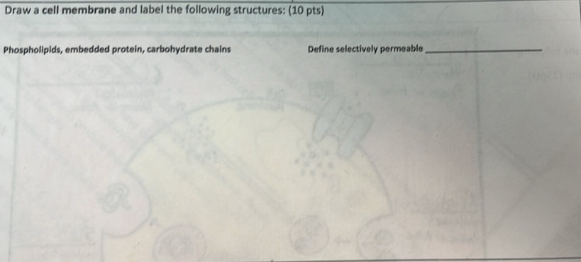 Draw a cell membrane and label the following structures: (10 pts) 
Phospholipids, embedded protein, carbohydrate chains Define selectively permeable_