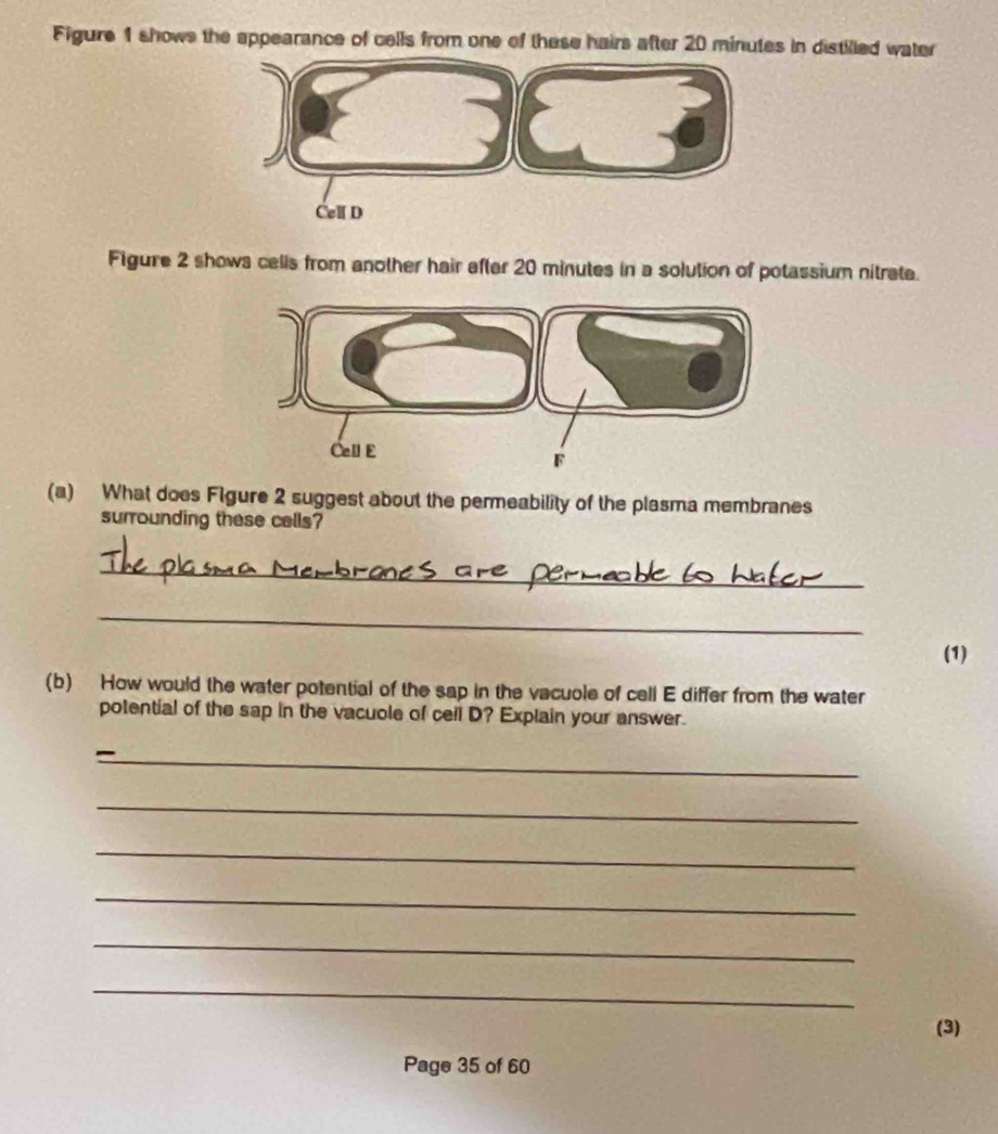 Figure 1 shows the appearance of cells from one of these hairs after 20 minutes in distilled water 
Figure 2 shows cells from another hair efter 20 minutes in a solution of potassium nitrate. 
(a) What does Figure 2 suggest about the permeability of the plasma membranes 
surrounding these cells? 
_ 
_ 
(1) 
(b) How would the water potential of the sap in the vacuole of cell E differ from the water 
potential of the sap in the vacuole of ceil D? Explain your answer. 
_ 
_ 
_ 
_ 
_ 
_ 
(3) 
Page 35 of 60
