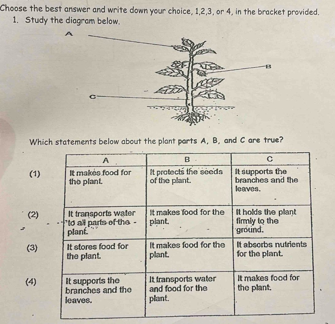 Choose the best answer and write down your choice, 1, 2, 3, or 4, in the bracket provided.
1. Study the diagram below.
Which statements below about the plant parts A, B, and C are true?
(1)
(2)
:
(3)
(4)