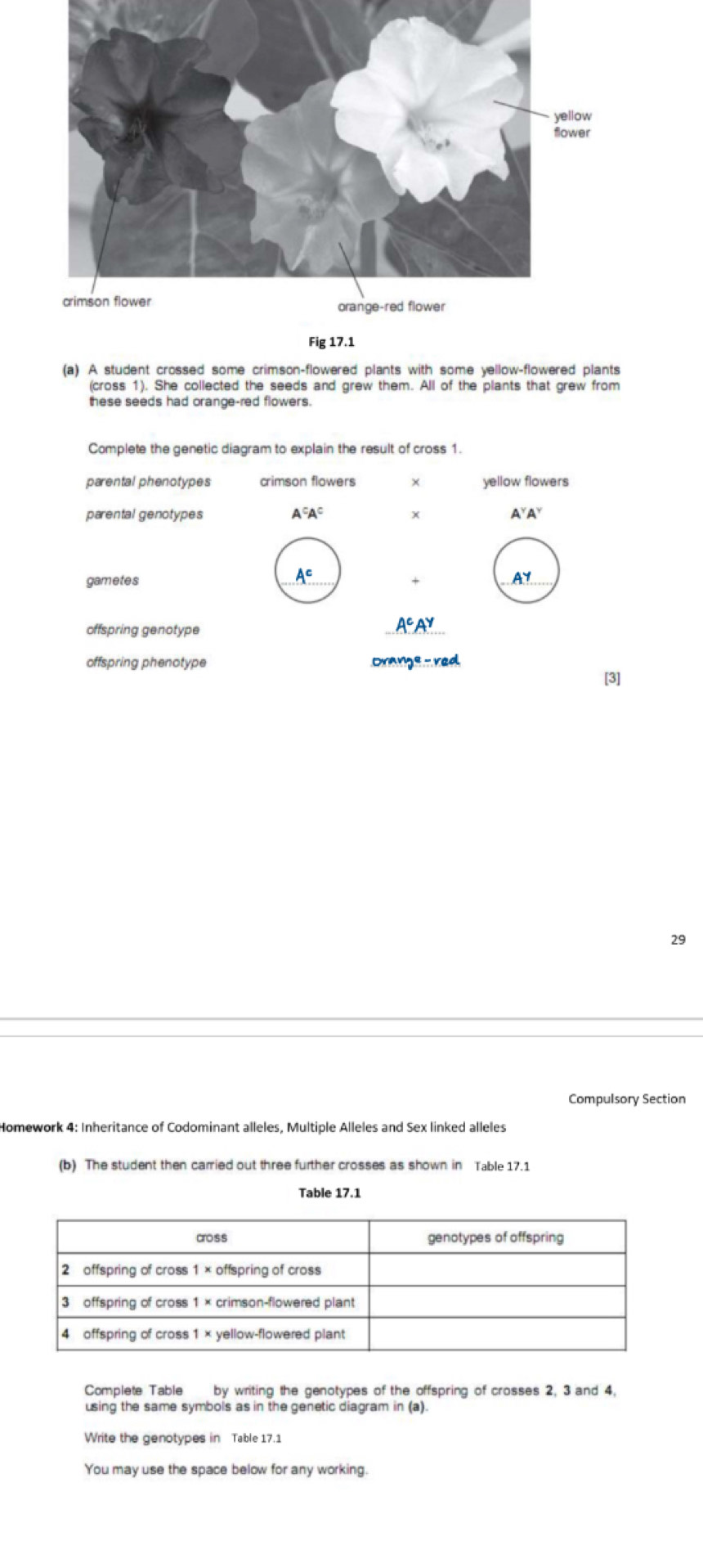yellow 
wer 
Fig 17.1 
(a) A student crossed some crimson-flowered plants with some yellow-flowered plants 
(cross 1). She collected the seeds and grew them. All of the plants that grew from 
these seeds had orange-red flowers. 
Complete the genetic diagram to explain the result of cross 1. 
parental phenotypes crimson flowers yellow flowers 
parental genotypes A^cA^c X A^YA^Y
gametes
A^c
A^Y
offspring genotype
A^cA^y
offspring phenotype nnge-red
[3] 
29 
Compulsory Section 
Homework 4: Inheritance of Codominant alleles, Multiple Alleles and Sex linked alleles 
(b) The student then carried out three further crosses as shown in Table 17.1
Table 17.1
Complete Table by writing the genotypes of the offspring of crosses 2, 3 and 4, 
using the same symbols as in the genetic diagram in (a). 
Write the genotypes in Table 17.1
You may use the space below for any working.