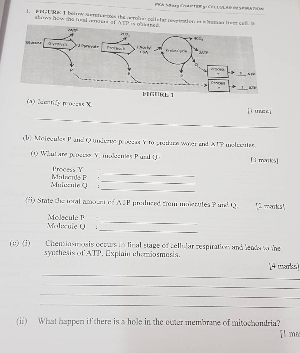 PKA SB025 CHAPTER 5: CELLULAR RESPIRATION
1. FIGURE 1 below summarizes the aerobic cellular respiration in a human liver ce
shows how the total amount of AT
(a) Identify process X.
_
[1 mark]
(b) Molecules P and Q undergo process Y to produce water and ATP molecules.
(i) What are process Y, molecules P and Q? [3 marks]
Process Y :
Molecule P :
_
_
Molecule Q :
_
(ii) State the total amount of ATP produced from molecules P and Q. [2 marks]
_
Molecule P :
_
Molecule Q :
(c) (i) Chemiosmosis occurs in final stage of cellular respiration and leads to the
synthesis of ATP. Explain chemiosmosis.
_
[4 marks]
_
_
_
(ii) What happen if there is a hole in the outer membrane of mitochondria?
[1 mar