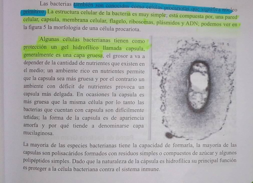 Las bacterias también son conocidas como células procaríotas que significa núcleo 
primitivo; La estructura celular de la bacteria es muy simple; está compuesta por, una pared 
celular, capsula, membrana celular, flagelo, ribosomas, plásmidos y ADN; podemos ver en 
la figura 5 la morfología de una célula procariota. 
Algunas células bacterianas tienen como 
protección un gel hidrofílico llamada capsula, 
generalmente es una capa gruesa, el grosor a va a 
depender de la cantidad de nutrientes que existen en 
el medio; un ambiente rico en nutrientes permite 
que la capsula sea más gruesa y por el contrario un 
ambiente con déficit de nutrientes provoca un 
capsula más delgada. En ocasiones la capsula es 
más gruesa que la misma célula por lo tanto las 
bacterias que cuentan con capsula son difícilmente 
teñidas; la forma de la capsula es de apariencia 
amorfa y por qué tiende a denominarse capa 
mucilaginosa. 
La mayoría de las especies bacterianas tiene la capacidad de formarla, la mayoría de las 
capsulas son polisacáridos formados con residuos simples o compuestos de azúcar y algunos 
polipéptidos simples. Dado que la naturaleza de la cápsula es hidrofǐlica su principal función 
es proteger a la célula bacteriana contra el sistema inmune.