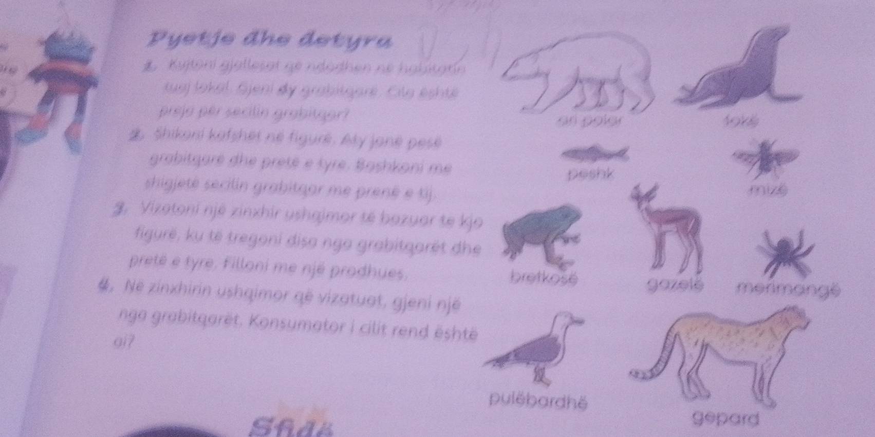 Pyetje đhe detyra 
Kujtoni gjallesat ge ndodhen né habitatín 
tuaj lokal. Gjeni dy grabitgaré. Cila éshte 
preja per secilin grabitgor? 
Shikoni kafshet né figuré. Aty joné pesé 
grabitgaré dhe preté e tyre. Bashkoni me 
shigjeté secilin grabitqar me prené e tij. 
3. Vizatoni njé zinxhir ushaimor té bazuar te k 
figurë, ku të tregoni disa nga grabitqarêt dh 
preté e tyre. Filloni me njé prodhues. 
4, Ne zinxhirin ushqimor që vizatuat, gjeni njế 
nga grabitqarët. Konsumator i cilit rend esht 
oiʔ 
Shdë 
gepard