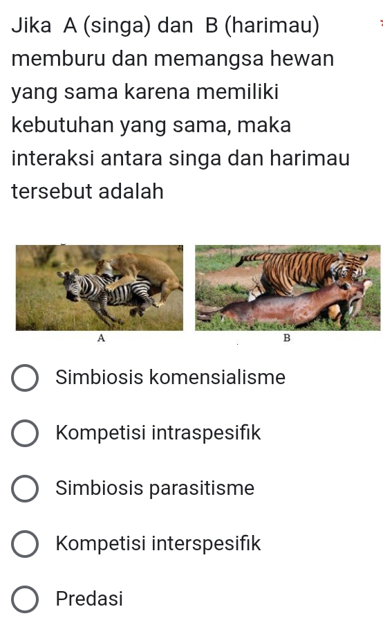 Jika A (singa) dan B (harimau)
memburu dan memangsa hewan
yang sama karena memiliki
kebutuhan yang sama, maka
interaksi antara singa dan harimau
tersebut adalah
A
B
Simbiosis komensialisme
Kompetisi intraspesifık
Simbiosis parasitisme
Kompetisi interspesifık
Predasi