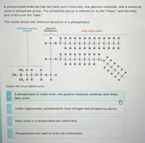 A phospholipid molecule has two fatty acid molecules, one glycerol molecule, and a molecule
called a phosphate group. The phosphate group is referred to as the "head," and the fatty
acid chains are the "tails."
The model shows the chemical structure of a phospholipid.
Select the true statements.
A phospholipid is made when one glycerol molecule combines with three
fatty acids.
Unlike triglycerides, phospholipids have nitrogen and phosphorus atoms.
Fatty acids in a phospholipid are called tails.
Phospholipids are used to build cell membranes.