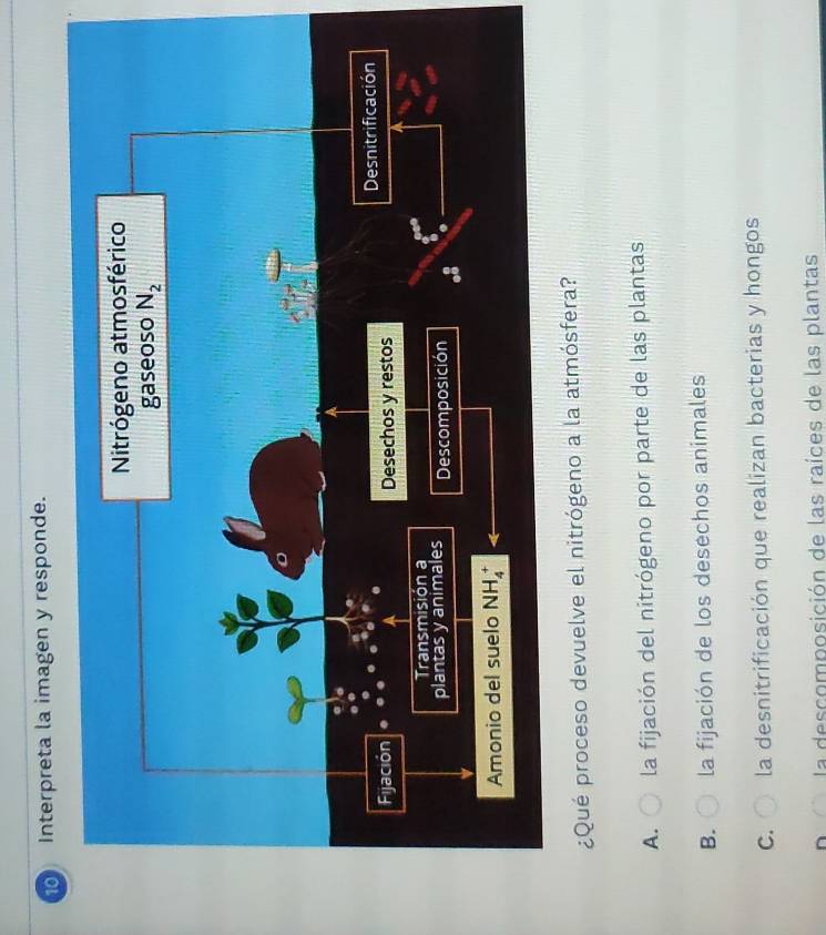 Interpreta la imagen y responde.
¿Qué proceso devuelve el nitrógeno a la atmósfera?
A.  la fijación del nitrógeno por parte de las plantas
B.  la fijación de los desechos animales
C. la desnitrificación que realizan bacterias y hongos
n la descomposición de las raíces de las plantas