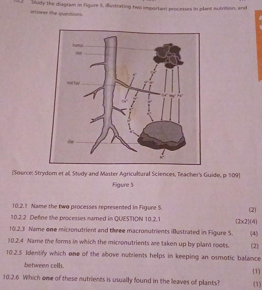 Study the diagram in Figure 5, illustrating two important processes in plant nutrition, and 
answer the questions. 
[Source: Strydom et al, Study and Master Agricultural Sciences, Teacher's Guide, p 109] 
Figure 5 
10.2.1 Name the two processes represented in Figure 5. (2) 
10.2.2 Define the processes named in QUESTION 10.2.1
(2* 2)(4)
10.2.3 Name one micronutrient and three macronutrients illustrated in Figure 5. (4) 
10.2.4 Name the forms in which the micronutrients are taken up by plant roots. (2) 
10.2.5 Identify which one of the above nutrients helps in keeping an osmotic balance 
between cells. 
(1) 
10.2.6 Which one of these nutrients is usually found in the leaves of plants? (1)