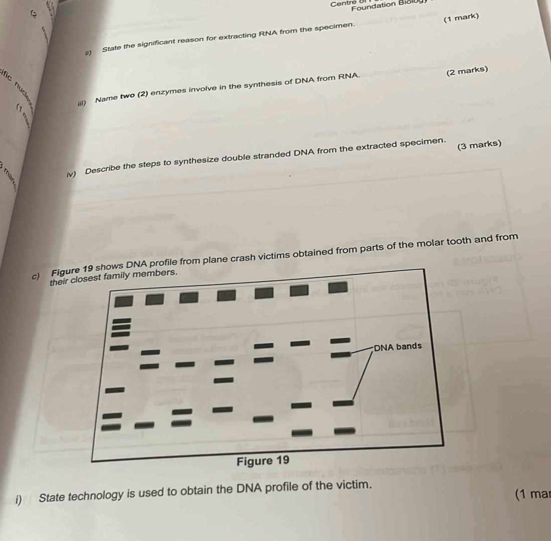 Centrê Un 
Foundation Bloluy 
(1 mark) 
(i) State the significant reason for extracting RNA from the specimen. 
(2 marks) 
iii) Name two (2) enzymes involve in the synthesis of DNA from RNA. 
2 
(3 marks) 
B iv) Describe the steps to synthesize double stranded DNA from the extracted specimen. 
c) Figuows DNA profile from plane crash victims obtained from parts of the molar tooth and from 
their 
i) State technology is used to obtain the DNA profile of the victim. 1 ma