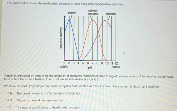 The graph below shows the relationship between pH and three different digestive enzymes.
Pepsin is produced by cells lining the stomach. It catalyzes reactions needed to digest certain proteins. After leaving the stomach,
food enters the small intestine. The pH of the small intestine is around 7.
What would most likely happen to pepsin enzymes that traveled with the food from the stomach to the small intestines?
A. The pepsin would turn into the enzyme arginase.
B. The pepsin would become inactive.
C. The pepsin would begin to digest carbohydrates