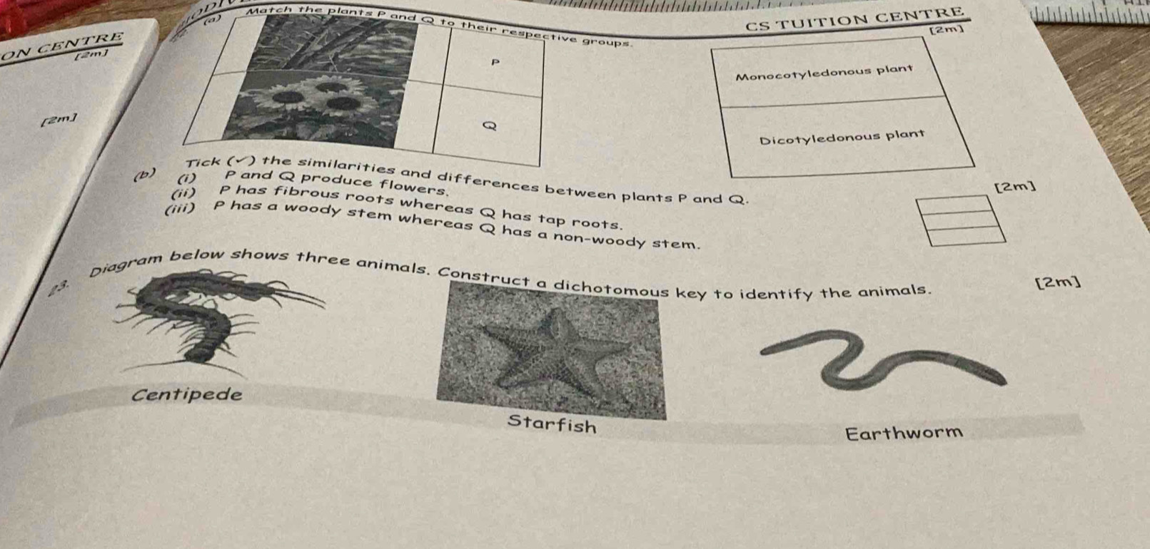 CS TÜΙTΙON CENTRE 
Match the plants P and Q to their respective groups 
ON CENTRE 
[2m] 
[2m]
P
Monocotyledonous plant 
[2m]
Q
Dicotyledonous plant 
Tick (√) the similarities and differences between plants P and Q
(b) (i) P and Q produce flowers. 
[2m] 
(ii) P has fibrous roots whereas Q has tap roots. 
(iii) P has a woody stem whereas Q has a non-woody stem. 
23. Diagram below shows three animals. Construct aey to identify the animals. 
[2m] 
Centipede 
ish 
Earthworm