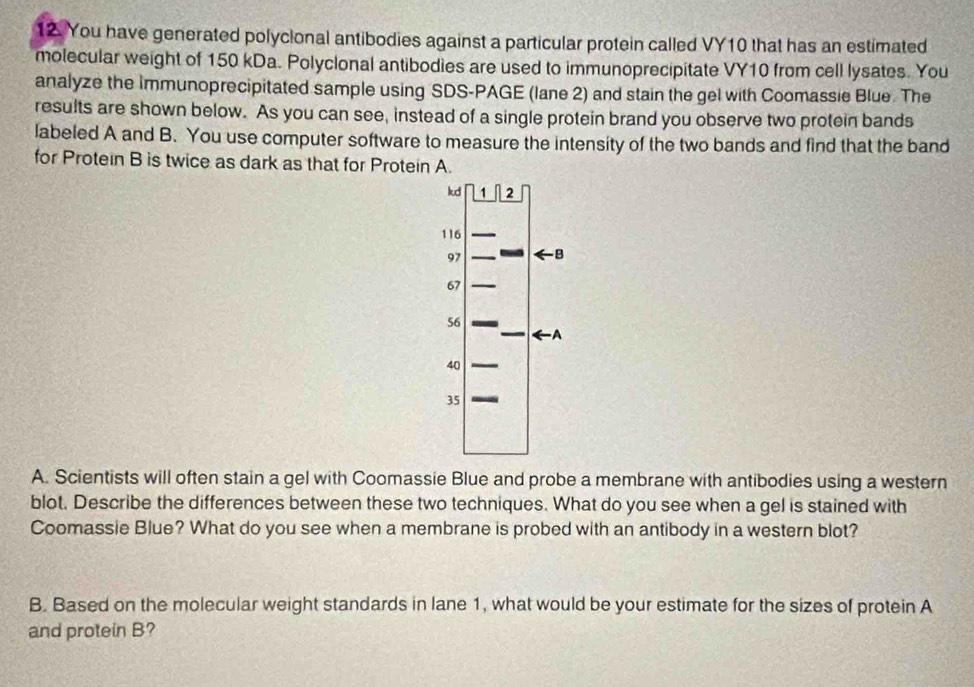 You have generated polyclonal antibodies against a particular protein called VY10 that has an estimated 
molecular weight of 150 kDa. Polyclonal antibodies are used to immunoprecipitate VY10 from cell lysates. You 
analyze the Immunoprecipitated sample using SDS-PAGE (lane 2) and stain the gel with Coomassie Blue. The 
results are shown below. As you can see, instead of a single protein brand you observe two protein bands 
labeled A and B. You use computer software to measure the intensity of the two bands and find that the band 
for Protein B is twice as dark as that for Protein A. 
A. Scientists will often stain a gel with Coomassie Blue and probe a membrane with antibodies using a western 
blot. Describe the differences between these two techniques. What do you see when a gel is stained with 
Coomassie Blue? What do you see when a membrane is probed with an antibody in a western blot? 
B. Based on the molecular weight standards in lane 1, what would be your estimate for the sizes of protein A 
and protein B?