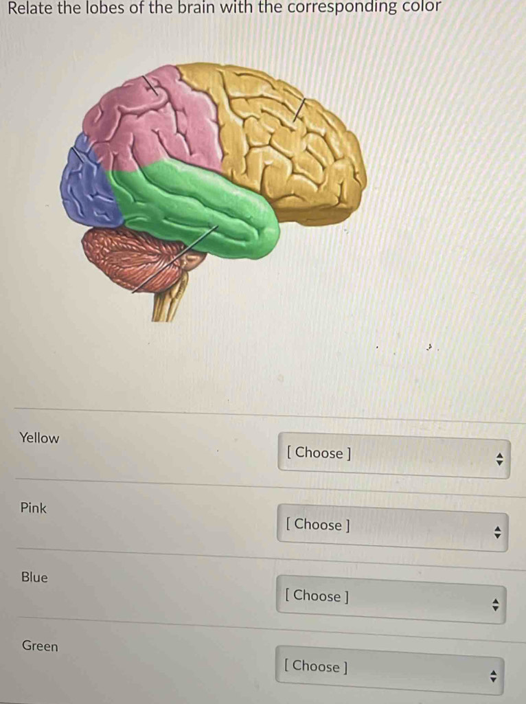 Relate the lobes of the brain with the corresponding color 
Yellow 
[ Choose ] 
Pink 
[ Choose ] 
Blue 
[ Choose ] 
Green 
[ Choose ]