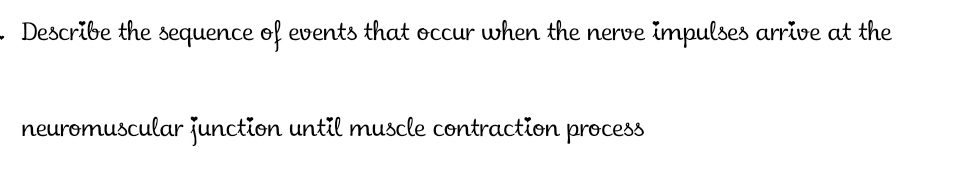 Describe the sequence of events that occur when the nerve impulses arrive at the 
neuromuscular junction until muscle contraction process