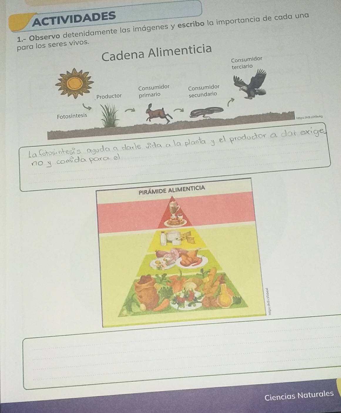 ACTIVIDADES 
1.- Observo detenidamente las imágenes y escribo la importancia de cada una 
para los seres vivos. 
Cadena Alimenticia 
Consumidor 
terciario 
Consumidor Consumidor 
Productor primario secundario 
Fotosíntesis 
https.//n9.ci/t9e4g 
_ 
_ 
_ 
___ 
_ 
_ 
_ 
Ciencias Naturales