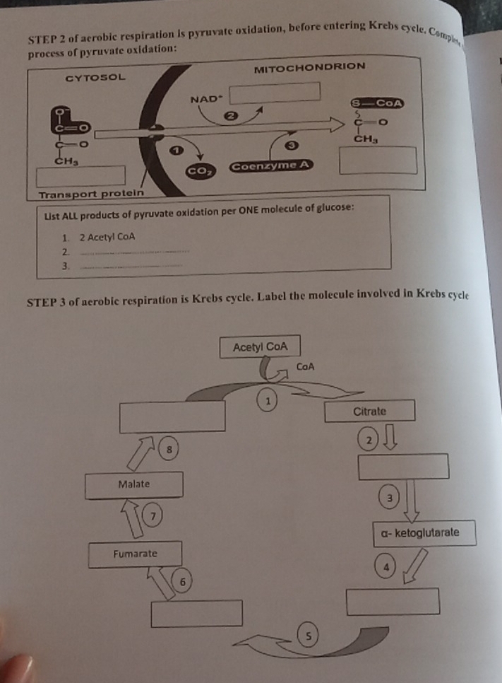 of aerobic respiration is pyruvate oxidation, before entering Krebs cycle. Comple
ruvate oxidation:
List ALL products of pyruvate oxidation per ONE molecule of glucose:
1. 2 Acetyl CoA
2._
3._
STEP 3 of aerobic respiration is Krebs cycle. Label the molecule involved in Krebs cycle