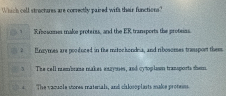 Which cell structures are correctly paired with their functions?
1. Ribosomes make proteins, and the ER transports the proteins.
2 Enzymes are produced in the mitochondria, and ribosomes transport them.
3 The cell membrane makes enzymes, and cytoplasm transports them.
4 The vacuole stores materials, and chloroplasts make proteins.