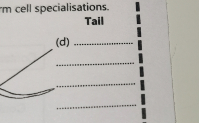 rm cell specialisations. 
Tail 
d)_ 
_ 
_ 
_