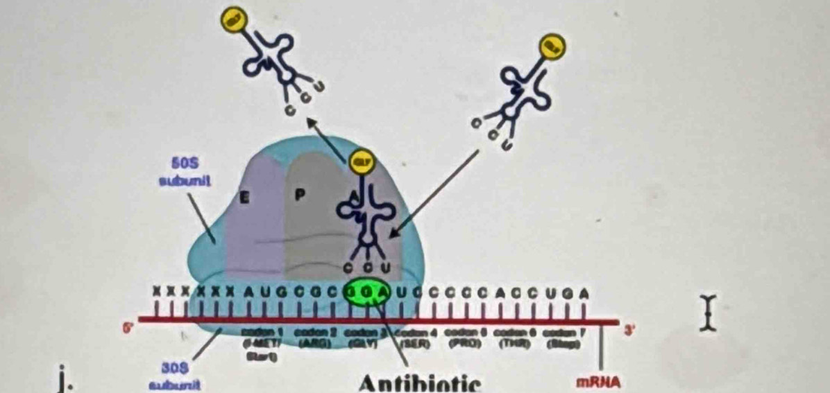 Antibiotic mRNA