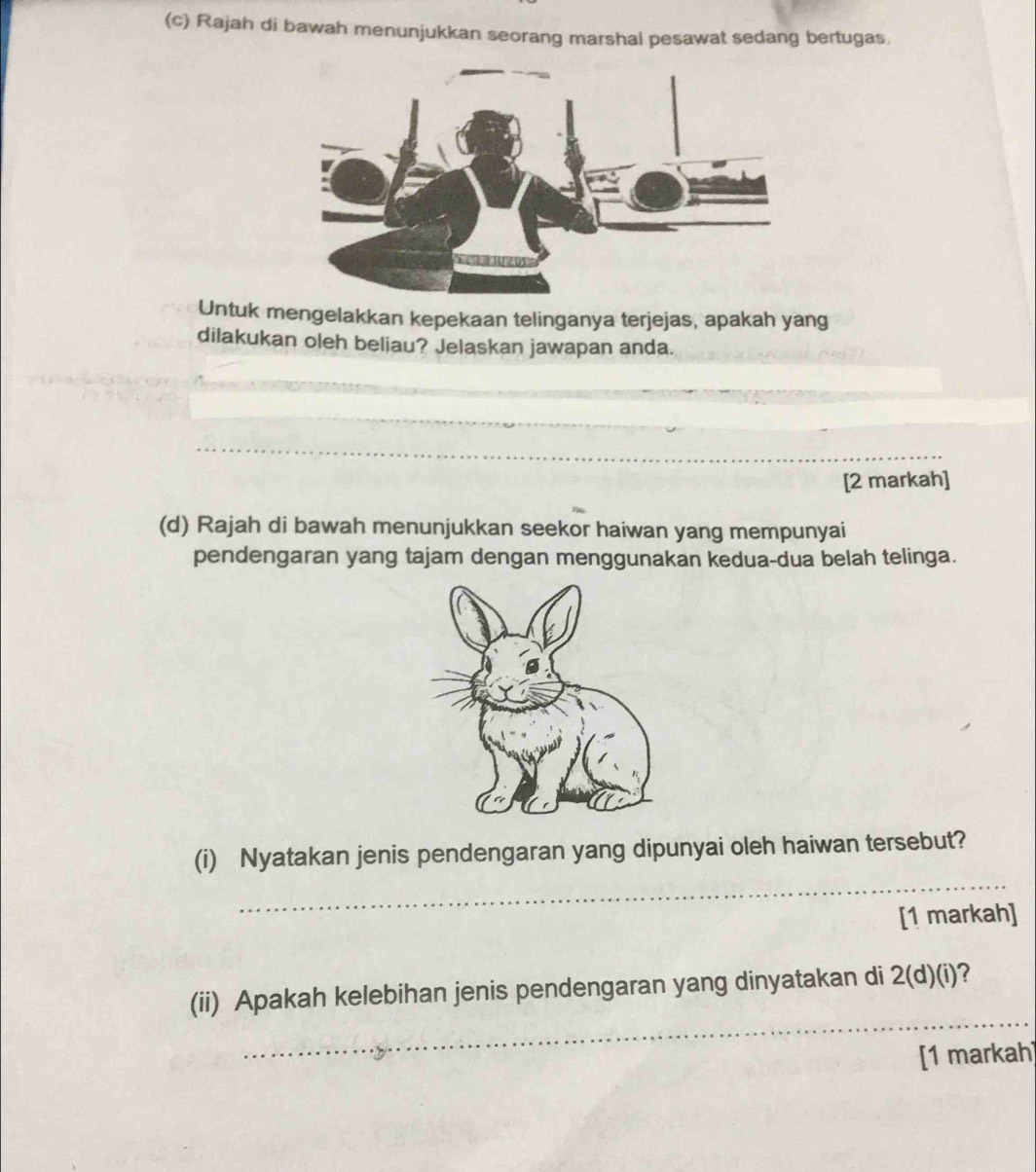 Rajah di bawah menunjukkan seorang marshal pesawat sedang bertugas. 
Untuk mengelakkan kepekaan telinganya terjejas, apakah yang 
dilakukan oleh beliau? Jelaskan jawapan anda. 
_ 
_ 
[2 markah] 
(d) Rajah di bawah menunjukkan seekor haiwan yang mempunyai 
pendengaran yang tajam dengan menggunakan kedua-dua belah telinga. 
_ 
(i) Nyatakan jenis pendengaran yang dipunyai oleh haiwan tersebut? 
[1 markah] 
_ 
(ii) Apakah kelebihan jenis pendengaran yang dinyatakan di 2(d)(i) ? 
[1 markah]