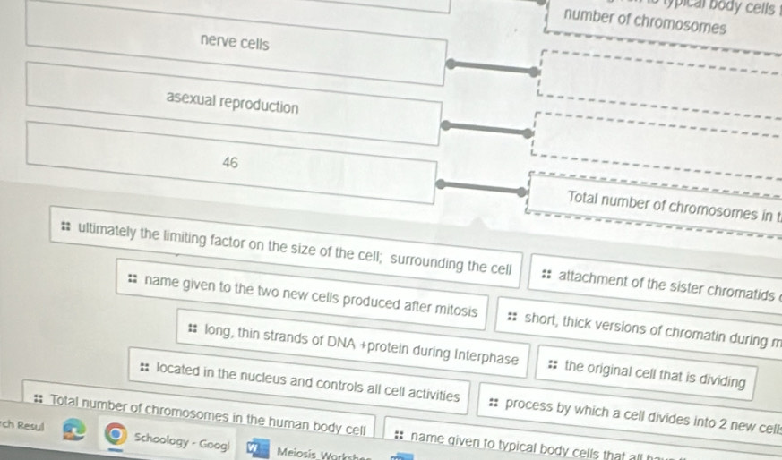 ypical body cells 
number of chromosomes 
nerve cells 
asexual reproduction
46 Total number of chromosomes in t 
# ultimately the limiting factor on the size of the cell; surrounding the cell attachment of the sister chromatids 
* name given to the two new cells produced after mitosis short, thick versions of chromatin during m 
: long, thin strands of DNA +protein during Interphase the original cell that is dividing 
located in the nucleus and controls all cell activities process by which a cell divides into 2 new cell 
# Total number of chromosomes in the human body cell name given to typical body cells that all 
ch Resul Schoology - Googl Meiosis Work s