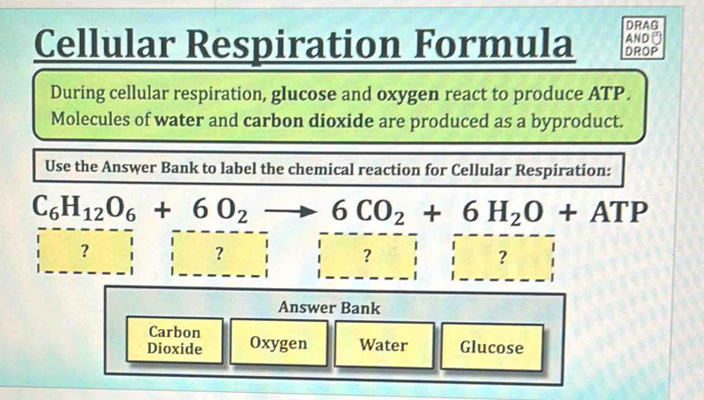 DRAS 
Cellular Respiration Formula DROP AND∩ 
During cellular respiration, glucose and oxygen react to produce ATP. 
Molecules of water and carbon dioxide are produced as a byproduct. 
Use the Answer Bank to label the chemical reaction for Cellular Respiration:
C_6H_12O_6+6O_2to 6CO_2+6H_2O+ATP
？ 
？ 
？ 
？ 
Answer Bank 
Carbon 
Dioxide Oxygen Water Glucose