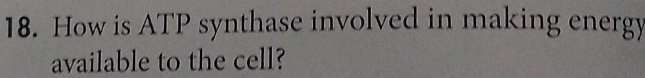 How is ATP synthase involved in making energy 
available to the cell?