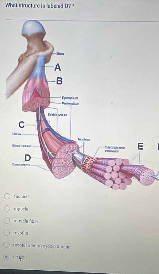 What structure is labeled D? *
fascicle
muscle
muscle fiber
myofibril
myofilaments myosin & actin
. terdon