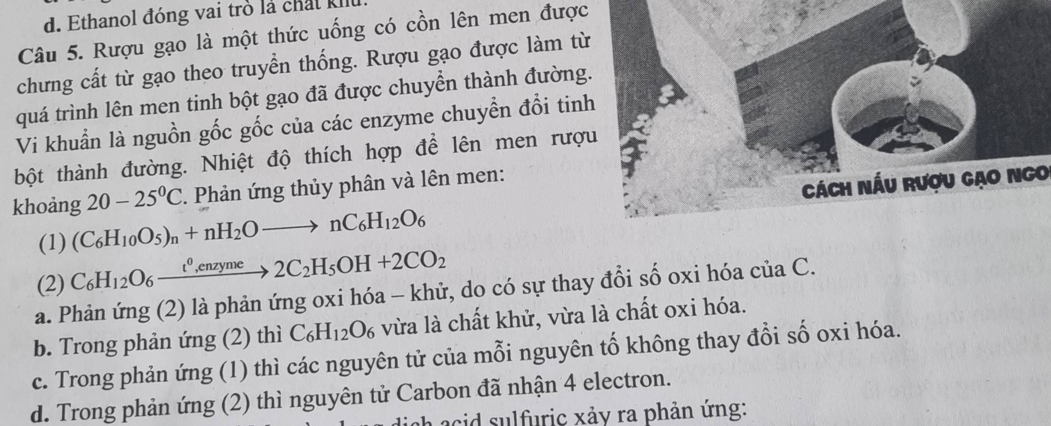 Ethanol đóng vai trò là chat kI
Câu 5. Rượu gạo là một thức uống có cồn lên men được
chưng cất từ gạo theo truyển thống. Rượu gạo được làm từ
quá trình lên men tinh bột gạo đã được chuyền thành đường
Vi khuẩn là nguồn gốc gốc của các enzyme chuyển đổi tin
bột thành đường. Nhiệt độ thích hợp để lên men rượ
khoảng 20-25°C. Phản ứng thủy phân và lên men:
(1) (C_6H_10O_5)_n+nH_2Oto nC_6H_12O_6 Cách Nấu Rượu gạo Ngo
(2) C_6H_12O_6xrightarrow t^0,enzyme2C_2H_5OH+2CO_2
a. Phản ứng (2) là phản ứng oxi hóa - khử, do có sự thay đổi số oxi hóa của C.
b. Trong phản ứng (2) thì C_6H_12O_6 vừa là chất khử, vừa là chất oxi hóa.
c. Trong phản ứng (1) thì các nguyên tử của mỗi nguyên tố không thay đổi số oxi hóa.
d. Trong phản ứng (2) thì nguyên tử Carbon đã nhận 4 electron.
a acid sulfuric xảy ra phản ứng: