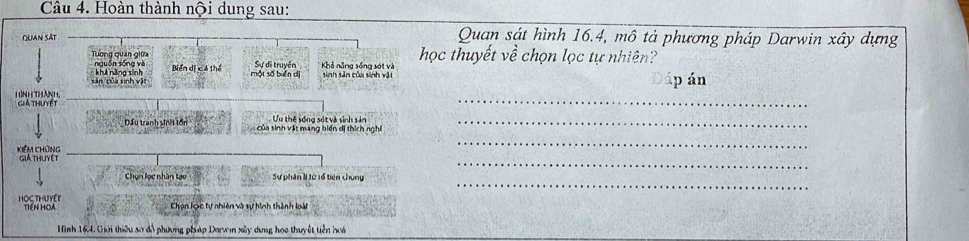 Hoàn thành nội dung sau: 
Quan sát 
Quan sát hình 16. 4, mô tả phương pháp Darwin xây dựng 
học thuyết về chọn lọc tự nhiên? 
Tương quán giữa nguồn sống và Biển dị cả thể 
Sự di truyền Khả năng sống sớt và 
cân của sinh vật ế ăng sinh một số biển dị sinh sản của sinh vật áp án 
H ình thành Giả thuyết 
_ 
_ 
Đầu tranh sin lồn của sinh vật mang biến dị thích nghĩ Ưu thế sống sót và sinh sản_ 
_ 
Kiếm Chứng Giả thuyệ t 
_ 
Chọn lọc nhân tạo Sự phân lI từ 1ổ tiên chung 
HOG THUYEr TIềN HOA Chọn lợc tự nhiên và sự hình thành loài 
Hình 164. Giới thiều so đã phương pháp Darwn xây dng học thuyết tiền hoi