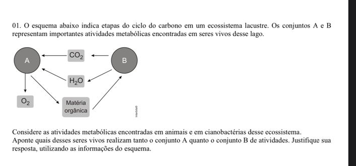 esquema abaixo indica etapas do ciclo do carbono em um ecossistema lacustre. Os conjuntos A e B
representam importantes atividades metabólicas encontradas em seres vivos desse lago.
Considere as atividades metabólicas encontradas em animais e em cianobactérias desse ecossistema.
Aponte quais desses seres vivos realizam tanto o conjunto A quanto o conjunto B de atividades. Justifique sua
resposta, utilizando as informações do esquema.