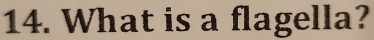 What is a flagella?