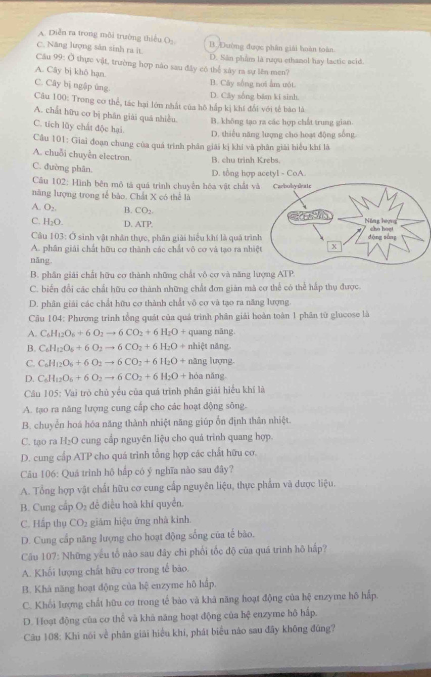 A. Diễn ra trong môi trưởng thiểu O2 B. Đường được phân giải hoàn toàn
C. Năng lượng sản sinh ra it.
D. Sân phẩm là rượu ethanol hay lactic acid.
Câu 99: Ở thực vật, trường hợp nào sau đây có thể xảy ra sự lên men?
A. Cây bị khô hạn.
B. Cây sống nơi ẩm ướt
C. Cây bị ngập ủng.
D. Cây sống bảm ki sinh.
Câu 100: Trong cơ thể, tác hại lớn nhất của hô hấp kị khí đối với tế bào là
A. chất hữu cơ bị phân giải quá nhiều. B. không tạo ra các hợp chất trung gian.
C. tích lũy chất độc hại.
D. thiếu năng lượng cho hoạt động sống.
Câu 101: Giai đoạn chung của quá trình phân giải kị khí và phân giải hiểu khí là
A. chuỗi chuyền electron.
B. chu trình Krebs.
C. đường phân.
D. tổng hợp acetyl - CoA.
Câu 102: Hình bên mô tả quá trình chuyển hóa vật chất v
năng lượng trong tế bào. Chất X có thể là
A. O_2.
B. CO_2.
C. H_2O.
D. ATP
Câu 103: Ở sinh vật nhân thực, phân giải hiểu khí là quá trìn
A. phân giải chất hữu cơ thành các chất vô cơ và tạo ra nhiệ
nǎng.
B. phân giải chất hữu cơ thành những chất vô cơ và năng lượng ATP.
C. biến đổi các chất hữu cơ thành những chất đơn giản mà cơ thể có thể hấp thụ được.
D. phân giải các chất hữu cơ thành chất vô cơ và tạo ra năng lượng.
Câu 104: Phương trình tổng quát của quá trình phân giải hoàn toàn 1 phân tữ glucose là
A. C_6H_12O_6+6O_2to 6CO_2+6H_2O+ quang năng
B. C_6H_12O_6+6O_2to 6CO_2+6H_2O+ nhiệt nang
C. C_6H_12O_6+6O_2to 6CO_2+6H_2O+ năng luong
D. C_6H_12O_6+6O_2to 6CO_2+6H_2O+ n óa năng
Câu 105: Vai trò chủ yếu của quá trình phân giải hiếu khí là
A. tạo ra năng lượng cung cấp cho các hoạt dộng sông.
B. chuyển hoá hóa năng thành nhiệt năng giúp ổn định thân nhiệt.
C. tạo ra H_2O cung cấp nguyên liệu cho quá trình quang hợp.
D. cung cấp ATP cho quá trình tổng hợp các chất hữu cơ.
Câu 106: Quá trình hô hấp có ý nghĩa nào sau dây?
A. Tổng hợp vật chất hữu cơ cung cấp nguyên liệu, thực phẩm và dược liệu.
B. Cung cấp O_2 đề điều hoà khí quyền,
C. Hấp thụ CO_2 giảm hiệu ứng nhà kinh.
D. Cung cấp năng lượng cho hoạt động sống của tế bào.
Cầu 107: Những yếu tố nào sau đây chỉ phối tốc độ của quá trình hô hấp?
A. Khối lượng chất hữu cơ trong tế bảo.
B. Khả năng hoạt động của hệ enzyme hô hấp.
C. Khối lượng chất hữu cơ trong tế bào và khả năng hoạt động của hệ enzyme hô hấp.
D. Hoạt động của cơ thể và khả năng hoạt động của hệ enzyme hô hấp.
Câu 108: Khi nói về phân giải hiểu khí, phát biểu nào sau đây không đúng?