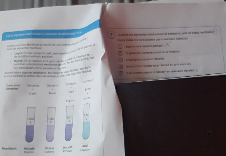 Lee la siguiente información y responde las preguntas 7 y 8 7 ¿Cuál de las siguientes conclusiones se obtiene a partir de estos resultados? 
Anionio necesita identificar la función de una enzima digrgía fumara y Marca todas las conclusiones que consideres correcías. 
sene los siguientes reactivos: Esta enzima sintetiza almidón. 
Ludol: Es una sustancia café. pero caembia a monc solo en presencia 
* Biuret: Es un reactivo azul, pero cambu y voea en presencia de 2 El garbanzo contiene proteínas o péptidos. 
de slmidón (resultado positivo). 
próteinas o de péptdos (resultado posmo). No reacciona cuando solo El garbanzo contiene almidón. 
hay aminoácidos libres (resultado negslivo). 
Arahio tritura alpuros parpanzos. los diluve en agua destilada, agrega la Esta enzima separa las proteínas en aminoácidos. 
miseta cantidad a cuatró tubos de ensavo y realiza las siguientes bruebas$ Esta enzima separa al almidón en azúcares simples. 
Cada tubo Garbanzo Garbanzo 
Garbanzo Garbanzo 
contiene: 
+ 
Lugo! Biuret Lugol Biuret 
Enzima 
Enzima 
Tubo Tubo Tubo Tubo
1 2 3
Resultado: Morado Violeta Morado Negativo Azul 
Positivo Positivo Positivo