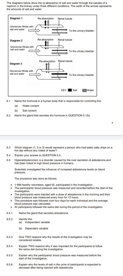 The diagrams below show the re-absorption of salt and water through the tubules of a 
nephron in the kidney under three different conditions. The width of the arrows represents 
the amounts of salt and wate . 
6.1 Name the hormone in a human body that is responsible for controlling the: 
(a) Water content 
(b) Salt content 
6.2 Name the gland that secretes the hormone in QUESTION 5.1(b) 
6.3 Which diagram (1, 2 or 3) would represent a person who had eaten salty chips on a 
hot day without any intake of water? 
6.4 Explain your answer to QUESTION 5.3. 
6.5 Hyperaldosteronism is a disorder caused by the over secretion of aldosterone and 
has been linked to high blood pressure in humans. 
Scientists investigated the influence of increased aldosterone levels on blood 
pressure. 
The procedure was done as follows: 
1 688 healthy volunteers, aged 55, participated in the investigation. 
The participants' blood pressure was measured and recorded before the start of the 
investigation. The participants were injected with a dose of aldosterone in the moring and their 
blood pressure was measured every hour for 12 hours. 
This procedure was followed over four days for each individual and the average 
blood pressure was calculated. 
All participants followed the same diet during the period of the investigation. 
6.5.1 Name the gland that secretes aldosterone. 
6.5.2 Identify the: 
(a) Independent variable 
(b) Dependent variable 
6,5,3 Give TWO reasons why the results of the investigation may be 
considered reliable. 
6.5.4 Explain TWO reasons why it was important for the participants to follow 
the same diet during the investigation.
6,5,5 Explain why the participants' blood pressure was measured before the 
start of the investigation. 
6.5.6 Explain why the levels of salt in the urine of participants is expected to 
decrease after being injected with aldosterone.