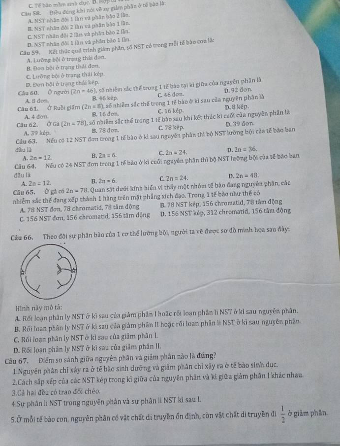 C. Tế bảo mầm sinh dục. D. Hợp tử
Câầu 58. Điều đúng khi nói về sự giảm phần ở tế bào là:
A. NST nhân đối 1 lần và phân bảo 2 lần.
B. NST nhân đội 2 lần và phân bào 1 lần.
C. NST nhân đôi 2 lần và phân bào 2 lần.
D. NST nhân đỏi 1 lần và phân bào 1 lần.
Câu 59. Kết thúc quá trình giảm phân, số NST có trong mỗi tế bào con là:
A. Lưỡng bội ở trạng thái đơn.
B. Đơn bội ở trạng thái đơn.
C. Lưỡng bội ở trạng thái kép.
D. Đơn bội ở trạng thái kép.
Câu 60. Ở người (2n=46) số nhiễm sắc thể trong 1 tế bào tại kì giữa của nguyên phân là
A. 8 don. B. 46 kép. C. 46 dơn. D. 92 dơn.
Câu 61. Ở Ruồi giám (2n=8) 1, số nhiễm sắc thể trong 1 tế bào ở kì sau của nguyên phân là
A. 4 don B. 16 đơn. C. 16 kép. D. 8 kép.
Câu 62. Ở Gà (2n=78) 0, số nhiễm sắc thể trong 1 tế bào sau khi kết thúc kì cuối của nguyên phân là
A. 39 kép. B. 78 đơn. C. 7S kép. D. 39 đơn.
Câu 63. Nếu có 12 NST đơn trong 1 tế bào ở kì sau nguyên phân thì bộ NST lưỡng bội của tế bào ban
đầu là D. 2n=36.
A. 2n=12 B. 2n=6. C. 2n=24.
Câu 64. Nếu có 24 NST đơn trong 1 tế bào ở kỉ cuối nguyên phân thì bộ NST lưỡng bội của tế bào ban
dầu là D. 2n=48.
A. 2n=12. B. 2n=6. C. 2n=24.
Câu 65. Ở gà có 2n=78 3. Quan sát dưới kính hiển vi thấy một nhóm tế bảo đang nguyên phân, các
nhiễm sắc thế đang xếp thành 1 hàng trên mặt phầng xích đạo. Trong 1 tế bào như thế có
A. 78 NST đơn, 78 chromatid, 78 tâm động B. 78 NST kép, 156 chromatid, 78 tâm động
C. 156 NST đơn, 156 chromatid, 156 tâm động D. 156 NST kép, 312 chromatid, 156 tâm động
Câu 66. Theo đõi sự phân bào của 1 cơ thể lưỡng bội, người ta vẽ được sơ đồ minh họa sau đây:
Hình này mô tả:
A. Rối loạn phân ly NST ở kì sau của giảm phân I hoặc rối loan phân li NST ở kì sau nguyên phân.
B. Rối loạn phân ly NST ở kỉ sau của giảm phân II hoặc rối loạn phân li NST ở kỉ sau nguyên phân
C. Rối loạn phân ly NST ở kỉ sau của giảm phân I.
D. Rối loạn phân ly NST ở kì sau của giảm phân II.
Câu 67. Điểm so sánh giữa nguyên phân và giảm phân nào là đúng?
1.Nguyên phân chỉ xảy ra ở tế bào sinh dưỡng và giảm phân chỉ xảy ra ở tế bào sính dục.
2.Cách sắp xếp của các NST kép trong kì giữa của nguyên phân và kì giữa giảm phân 1 khác nhau.
3.Cả hai đều có trao đối chéo.
4.Sự phân li NST trong nguyên phân và sự phân li NST kì sau I.
5.Ở mỗi tế bào con, nguyên phân có vật chất di truyền ổn định, còn vật chất di truyền đi  1/2  ở giảm phân.