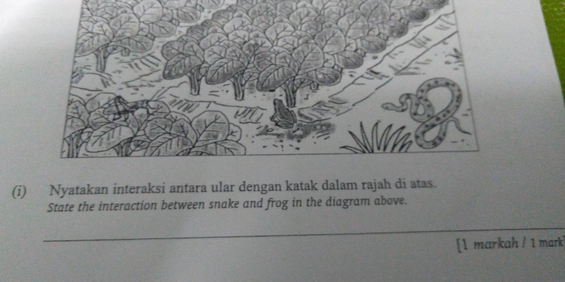 Nyatakan interaksi antara ular dengan katak dalam rajah di atas. 
State the interaction between snake and frog in the diagram above. 
_ 
_ 
[1 markah / 1 mark