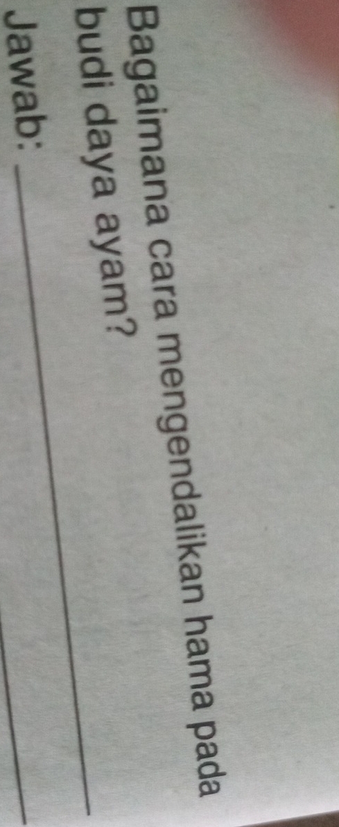 Bagaimana cara mengendalikan hama pada 
budi daya ayam? 
Jawab: 
_ 
_