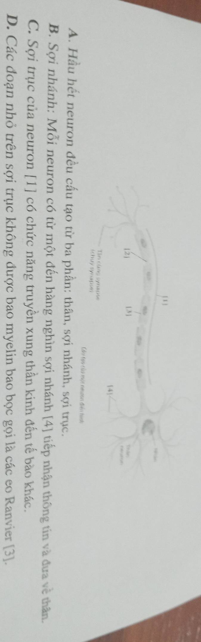 11 1
5lar
a
(2) [3] than
regton
[4]
Tân cùng synapse
(chuy synapse)
Cu tạo của một neuran điễn hình
A. Hầu hết neuron đều cấu tạo từ ba phần: thân, sợi nhánh, sợi trục.
B. Sợi nhánh: Mỗi neuron có từ một đến hàng nghìn sợi nhánh [4] tiếp nhận thông tin và đưa về thân
C. Sợi trục của neuron [1] có chức năng truyền xung thần kinh đến tế bào khác.
D. Các đoạn nhỏ trên sợi trục không được bao myelin bao bọc gọi là các eo Ranvier [3].