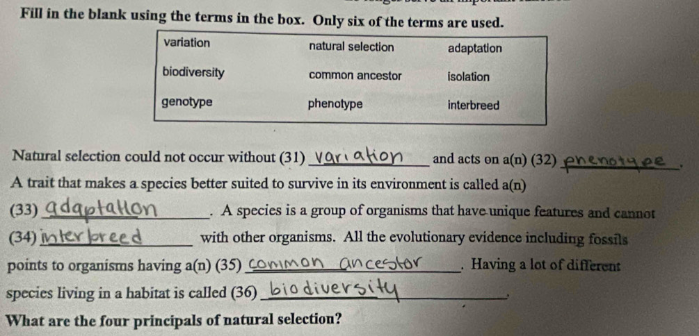 Fill in the blank using the terms in the box. Only six of the terms are used.
variation natural selection adaptation
biodiversity common ancestor isolation
genotype phenotype interbreed
Natural selection could not occur without (31) _and acts on a(n) (32)_
.
A trait that makes a species better suited to survive in its environment is called a(n)
(33)_ . A species is a group of organisms that have unique features and cannot
(34)_ with other organisms. All the evolutionary evidence including fossils
points to organisms having a(n) (35)_ . Having a lot of different
species living in a habitat is called (36)_
,
What are the four principals of natural selection?